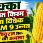 Pusa Vivek QPM 9 Improved Maize Variety Details Hindi