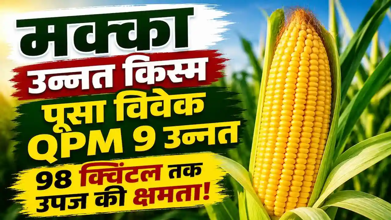 Pusa Vivek QPM 9 Improved Maize Variety Details Hindi