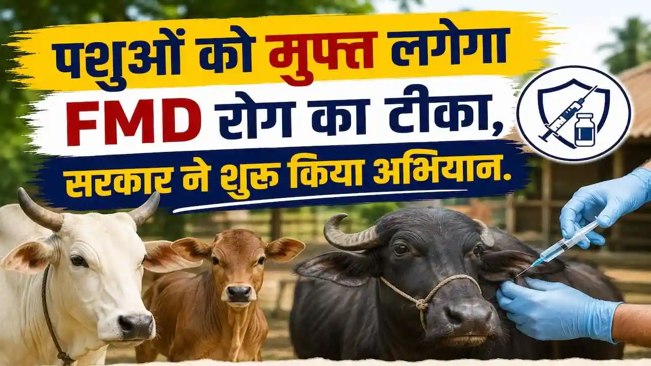 UP FMD Vaccination Campaign 2026