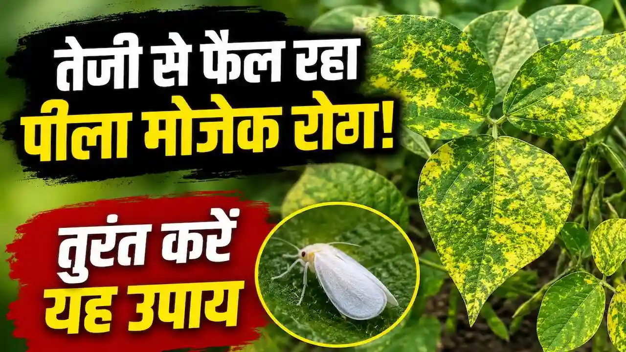 mung patti pilapan pila mosaic virus