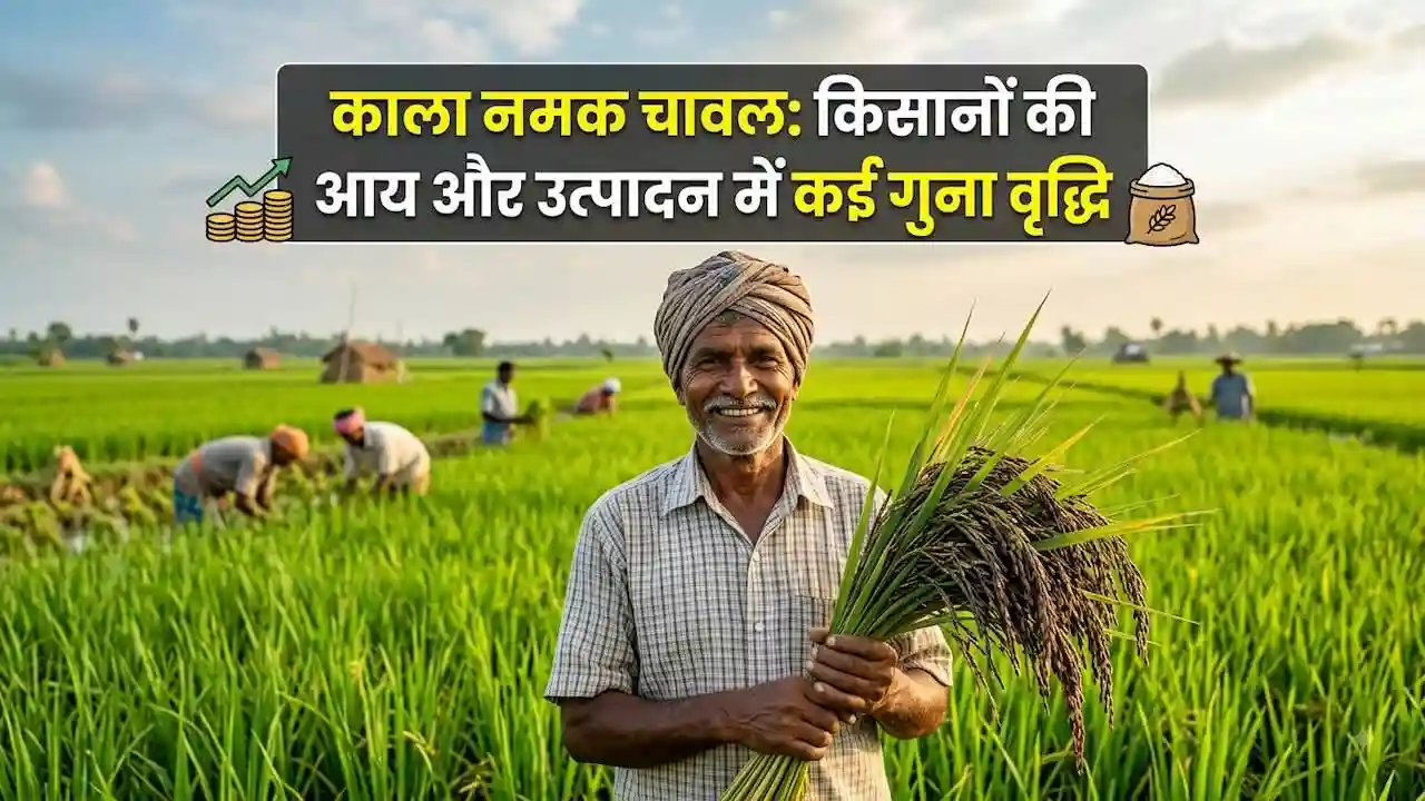Kala Namak Chawal Farming Price and production