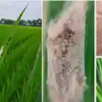 Leaf Folder Yellow Stem Borer Control Paddy