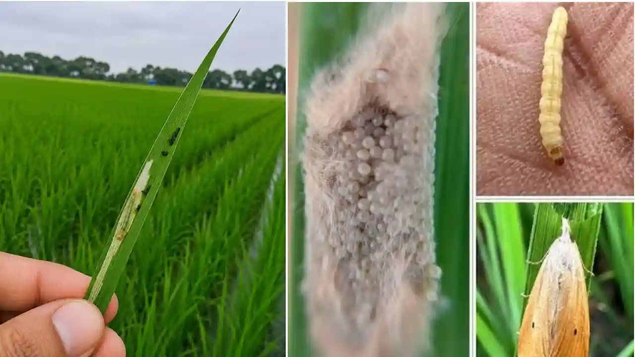 Leaf Folder Yellow Stem Borer Control Paddy
