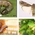 Makka Fall Army Worm