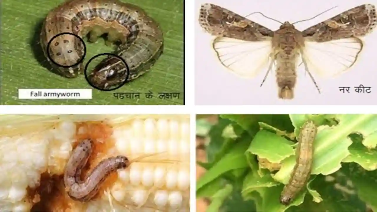 Makka Fall Army Worm