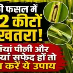 Paddy Stem Borer and Leaf Folder Control