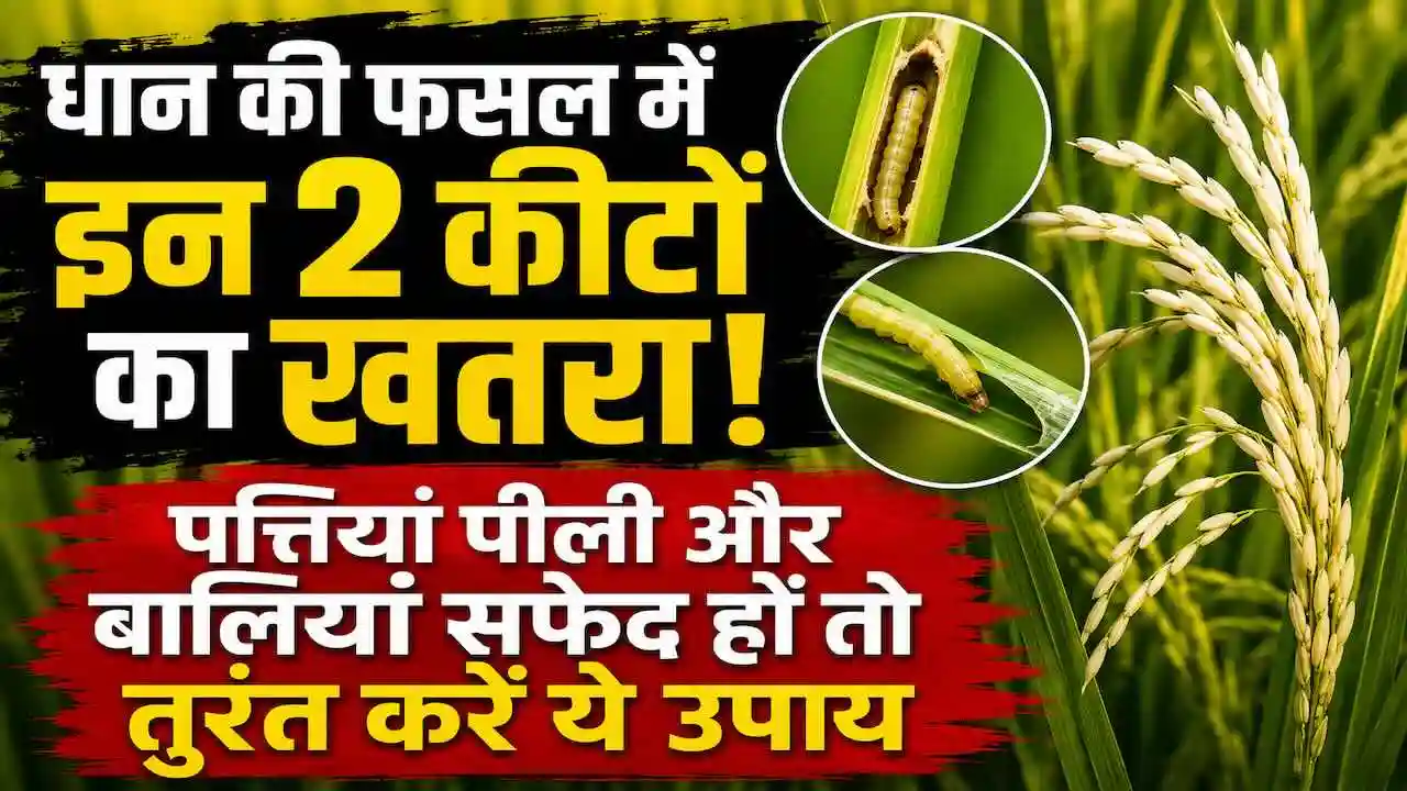 Paddy Stem Borer and Leaf Folder Control
