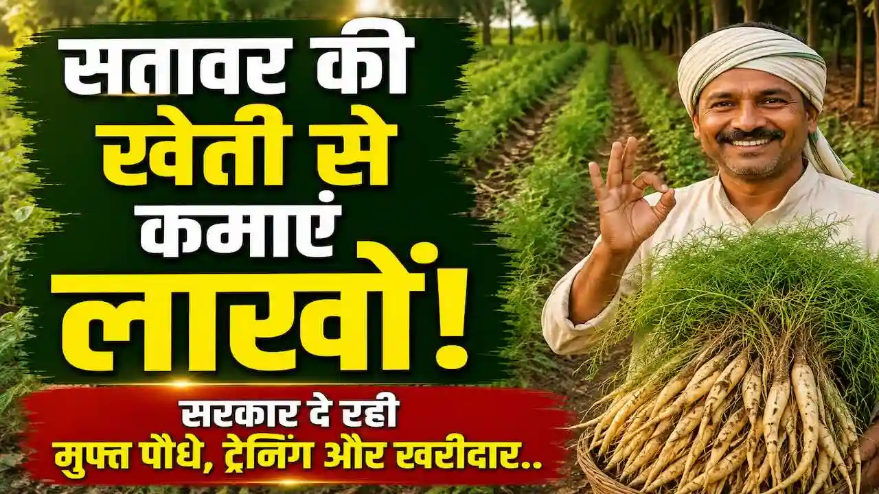 Satavar Ki Kheti Poudhe Training Chhattisgarh