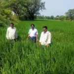 Dhaan Fasal me Plant Hopper Keet Prakop Advisory Jabalpur
