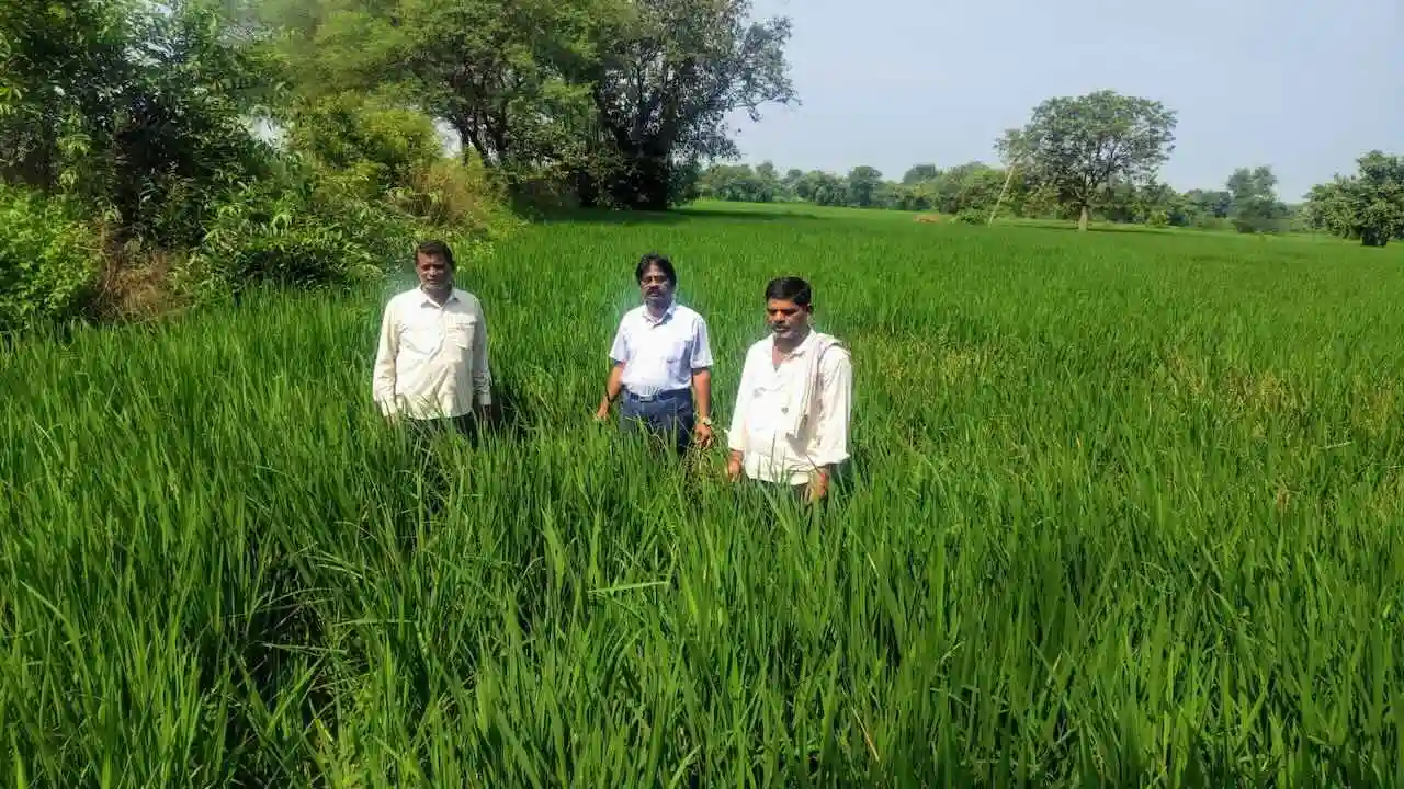 Dhaan Fasal me Plant Hopper Keet Prakop Advisory Jabalpur