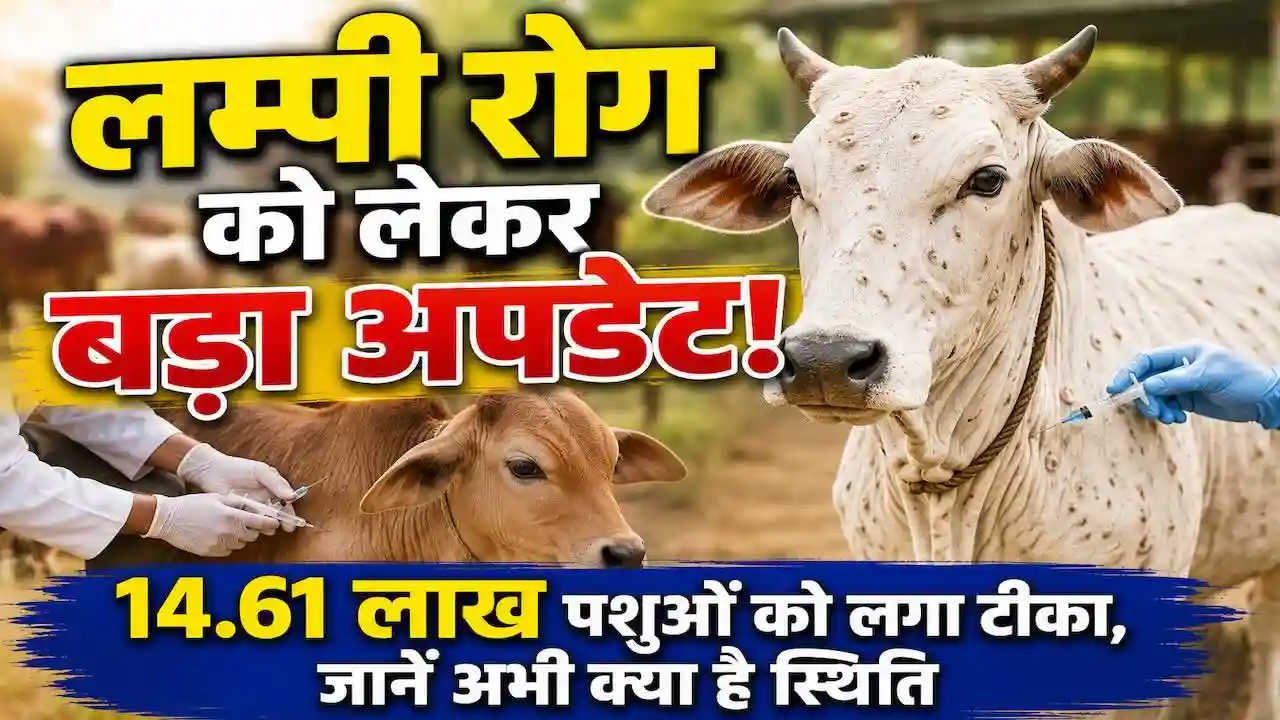 Haryana Lumpy Skin Disease Update