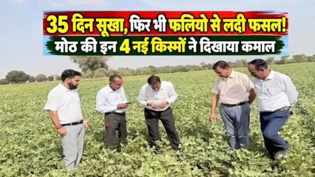 ICAR CAZRI Moth Bean Drought Resistant Varieties