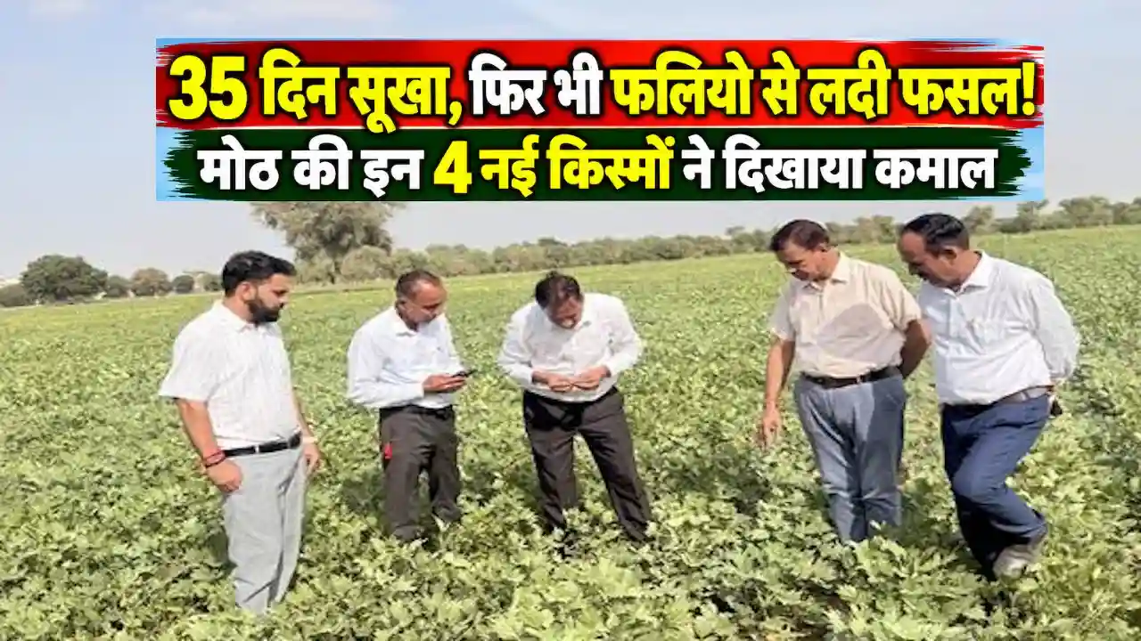 ICAR CAZRI Moth Bean Drought Resistant Varieties