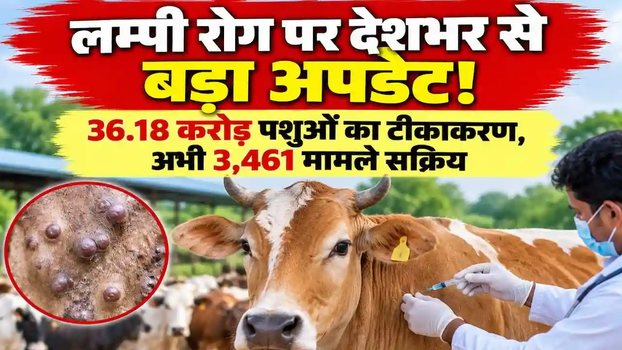 Lumpy Skin Disease Active Cases India Update