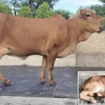 Sahiwal Cow Badri Female Calf OPU IVF Technology