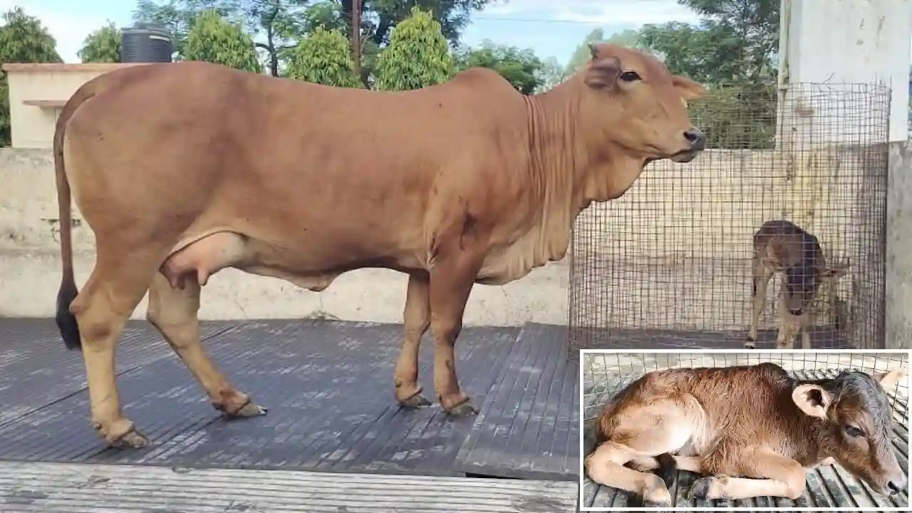 Sahiwal Cow Badri Female Calf OPU IVF Technology